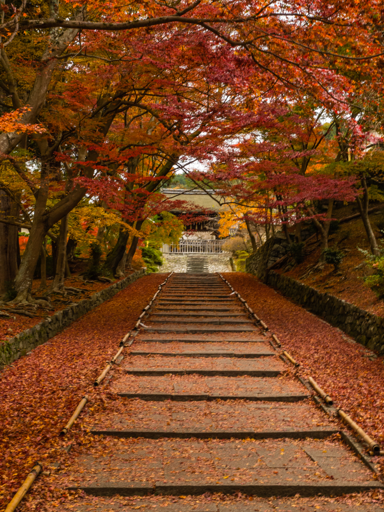 紅葉の毘沙門堂参道　縦