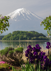 富士山とジャーマンアイリス