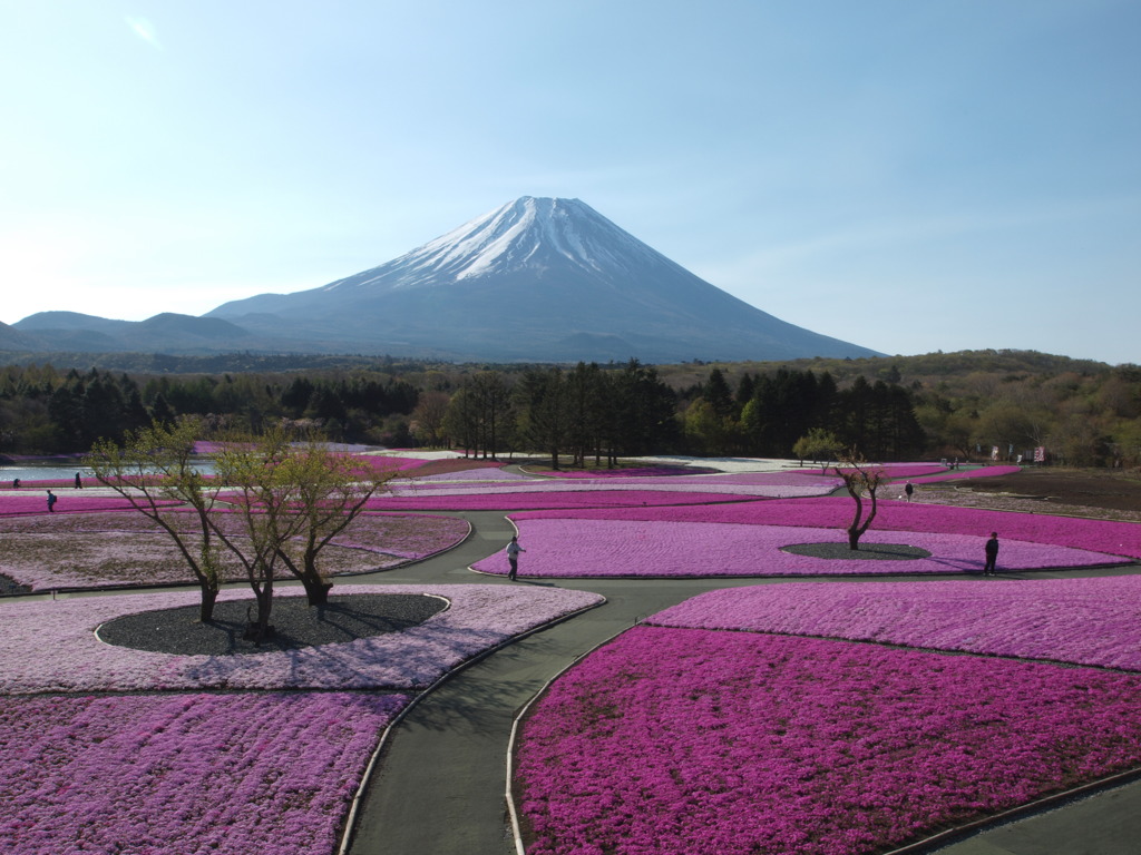 富士芝桜まつり