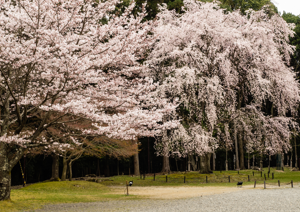醍醐寺　桜　６