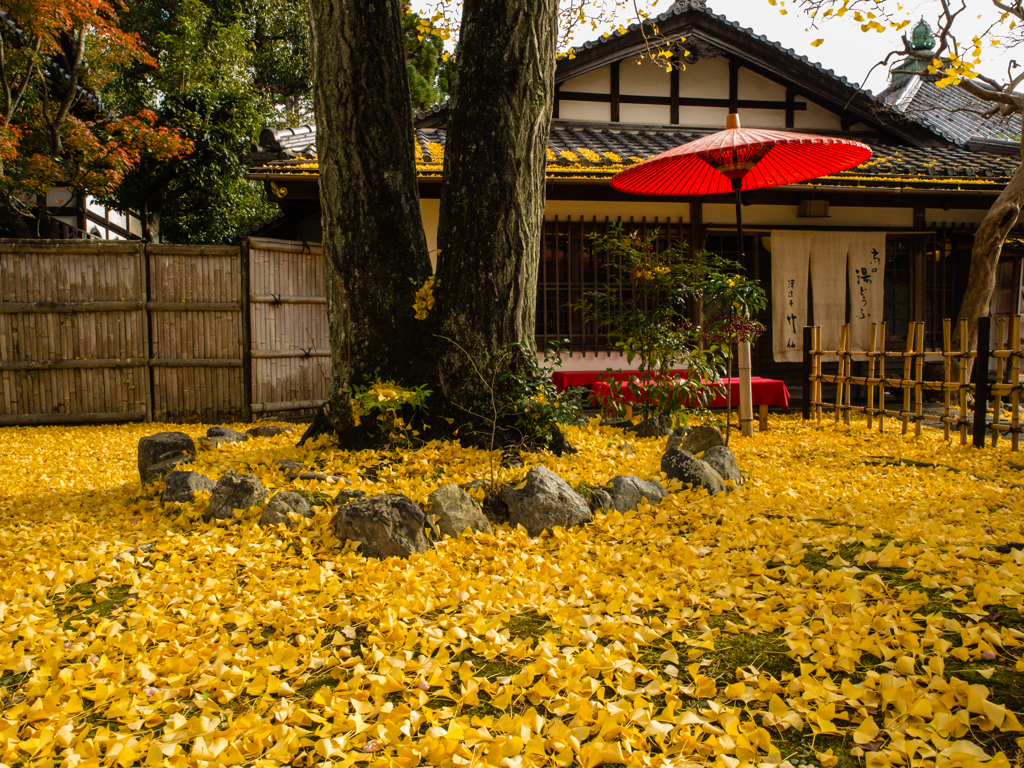 清凉寺　落ち葉　その弐