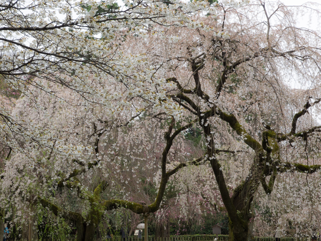 京都御苑　その九