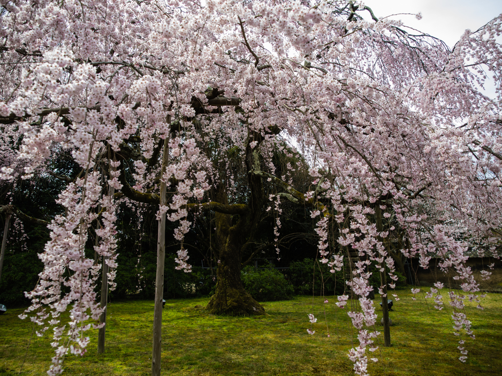 霊宝館　桜　５