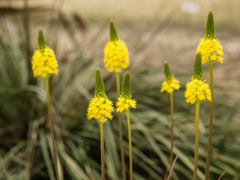 京都植物園にて　２