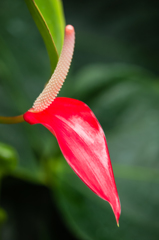 京都植物園　温室　１