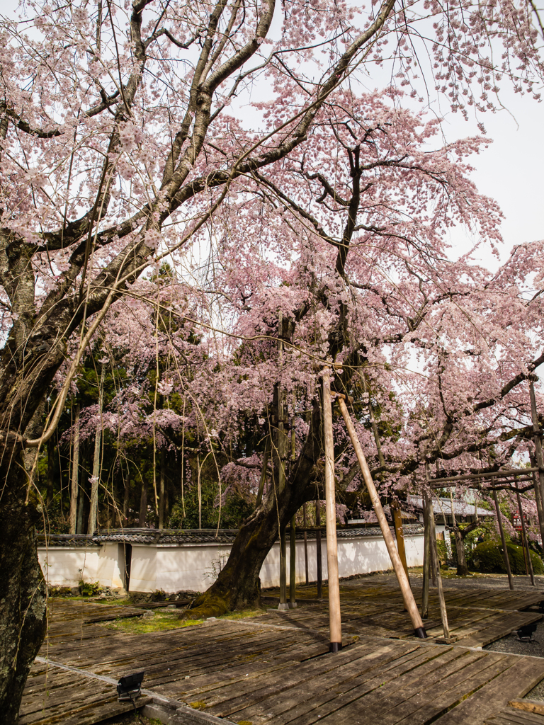 醍醐寺　桜　８