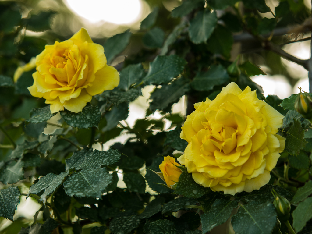 ハイジの村　薔薇　その六