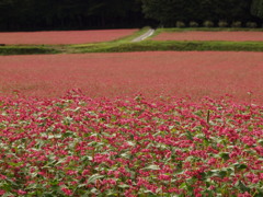 赤そばの里②