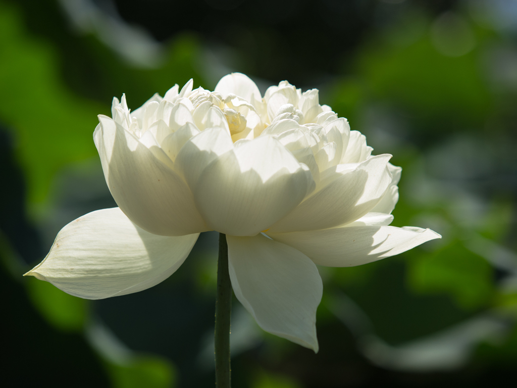 水生植物公園　黒谷白蓮