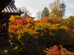 東福寺の紅葉④
