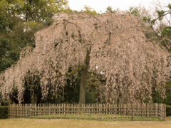 京都御苑　その壱