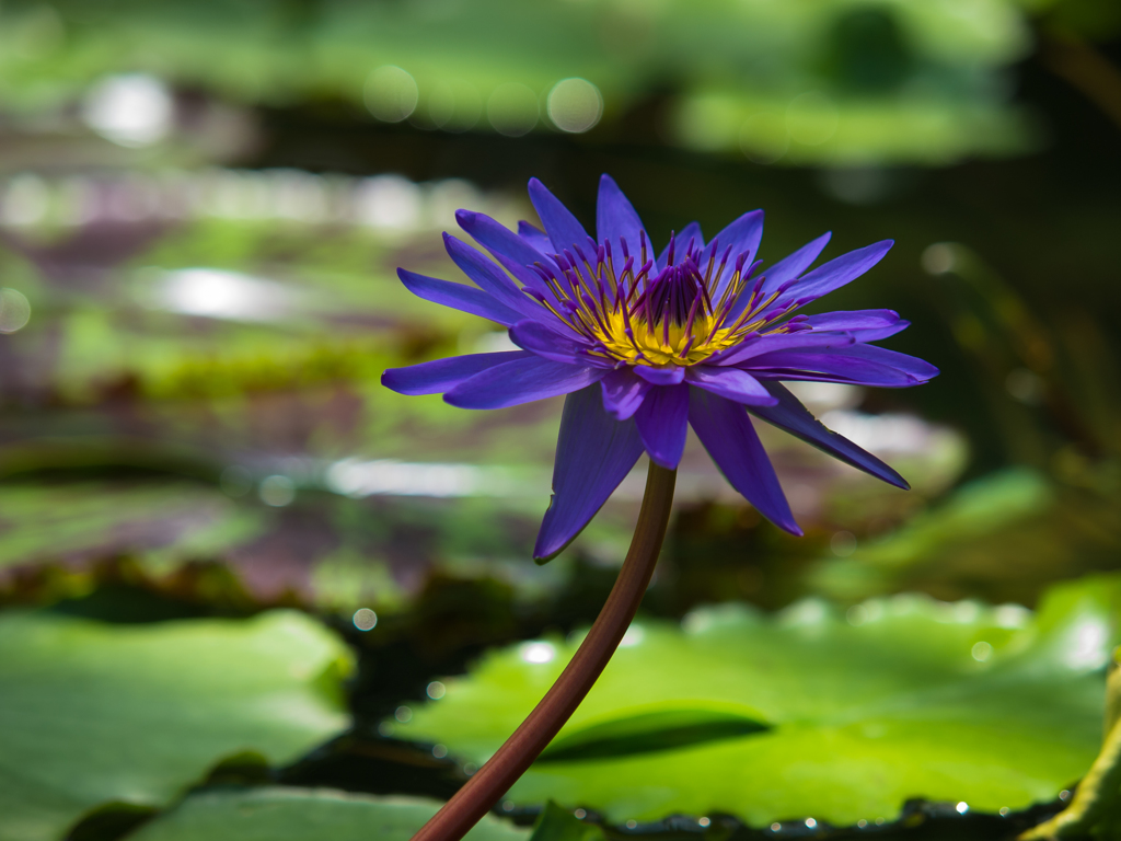 水生植物園　睡蓮　その八