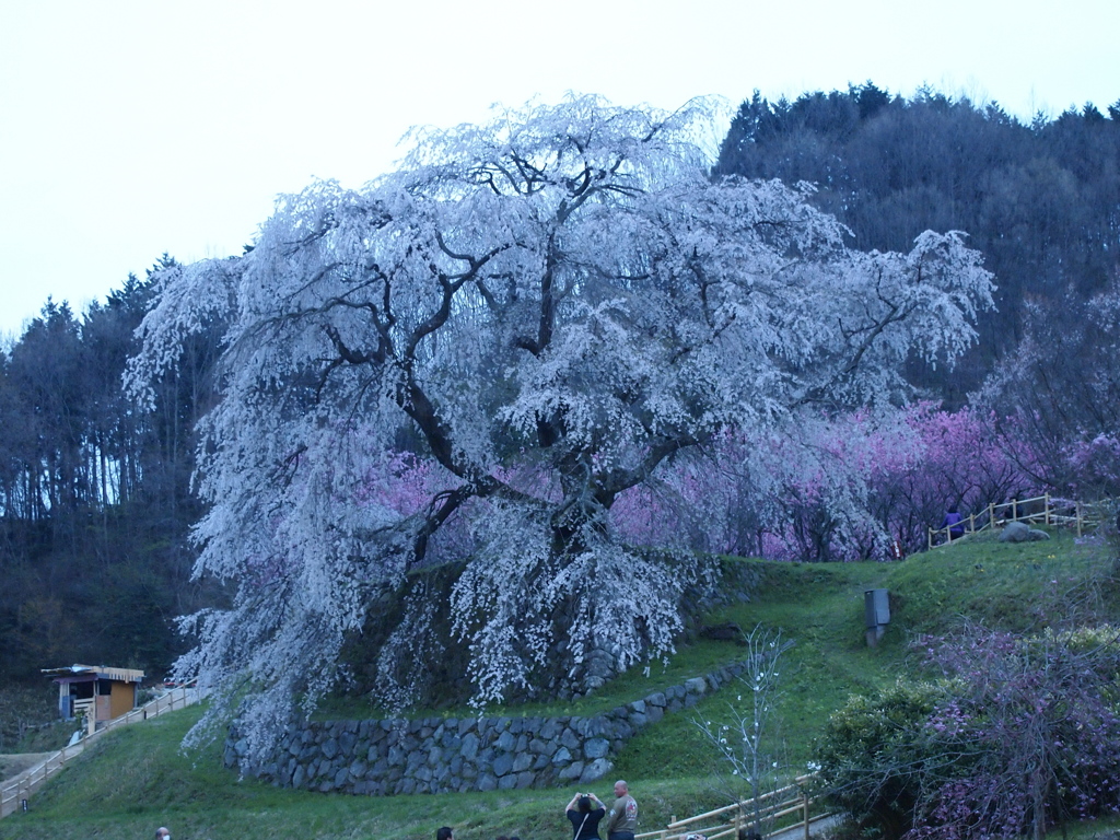 又兵衛桜