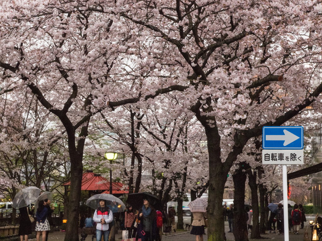 祇園白川　その弐