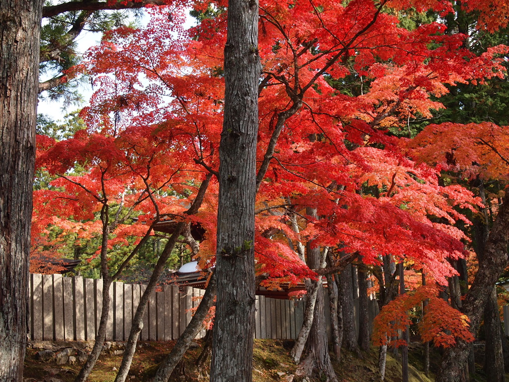 高野山紅葉