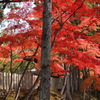 高野山紅葉