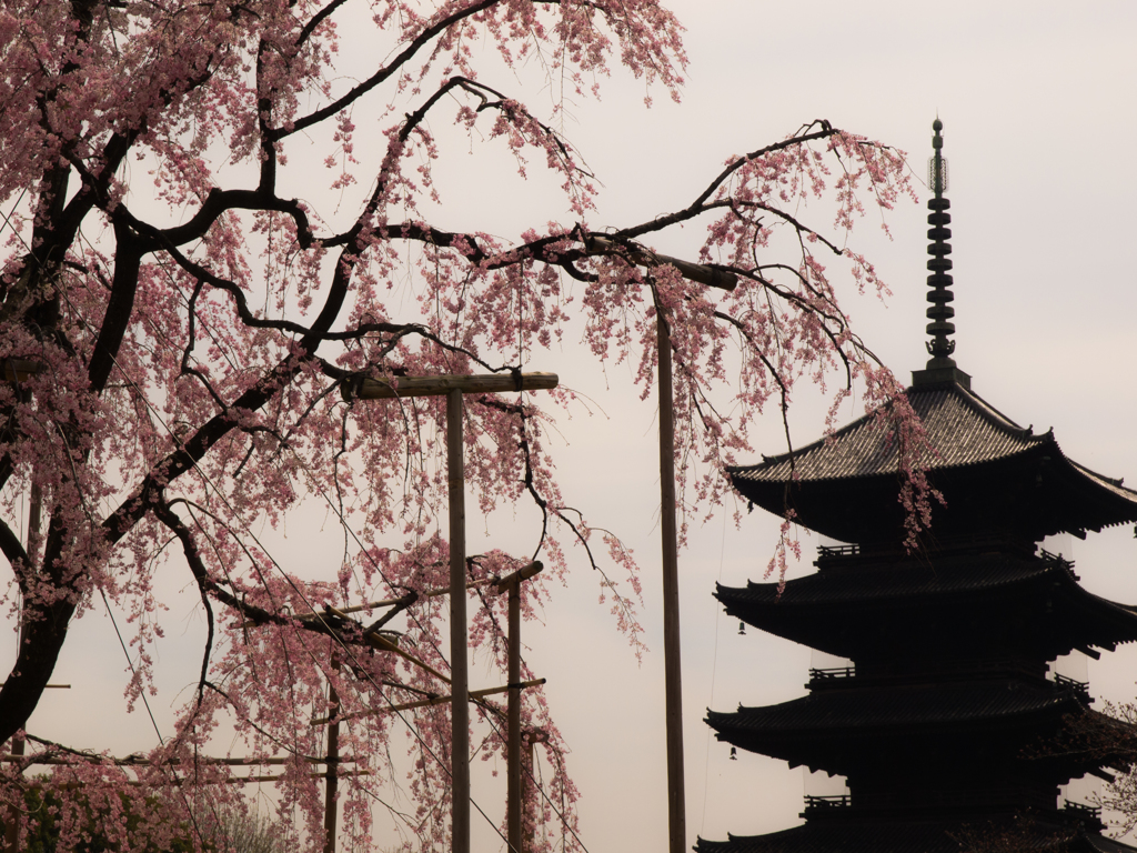 東寺の桜　その弐