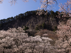 屏風岩と桜　その九