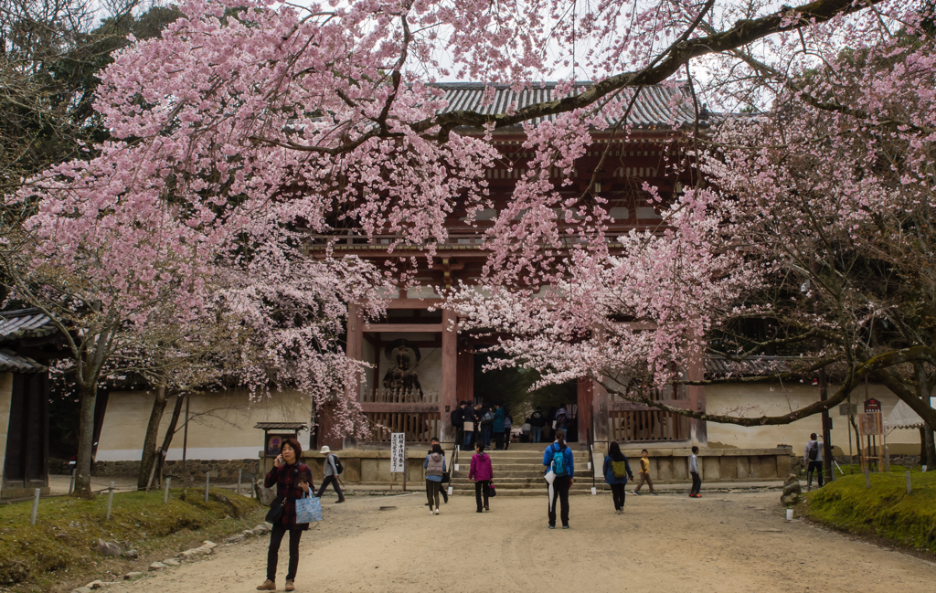 醍醐寺　桜　２