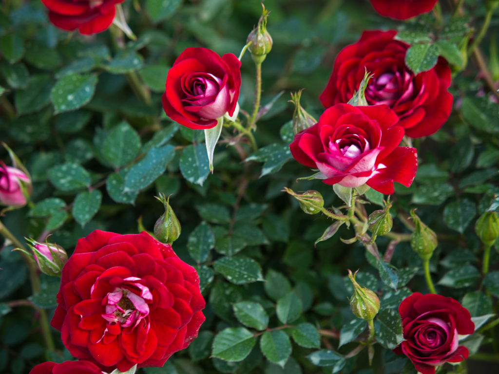 ハイジの村　薔薇　その四