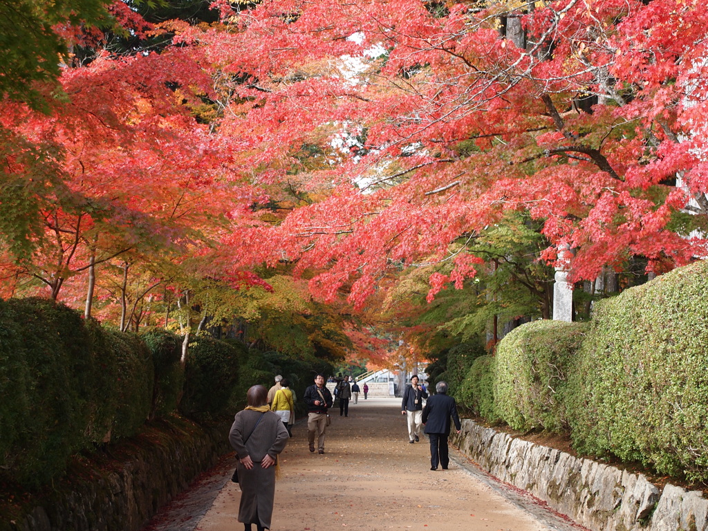 蛇腹道（高野山）