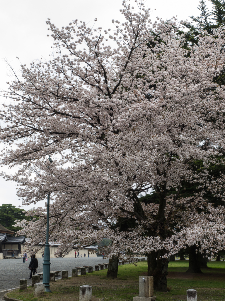 京都御苑　その四