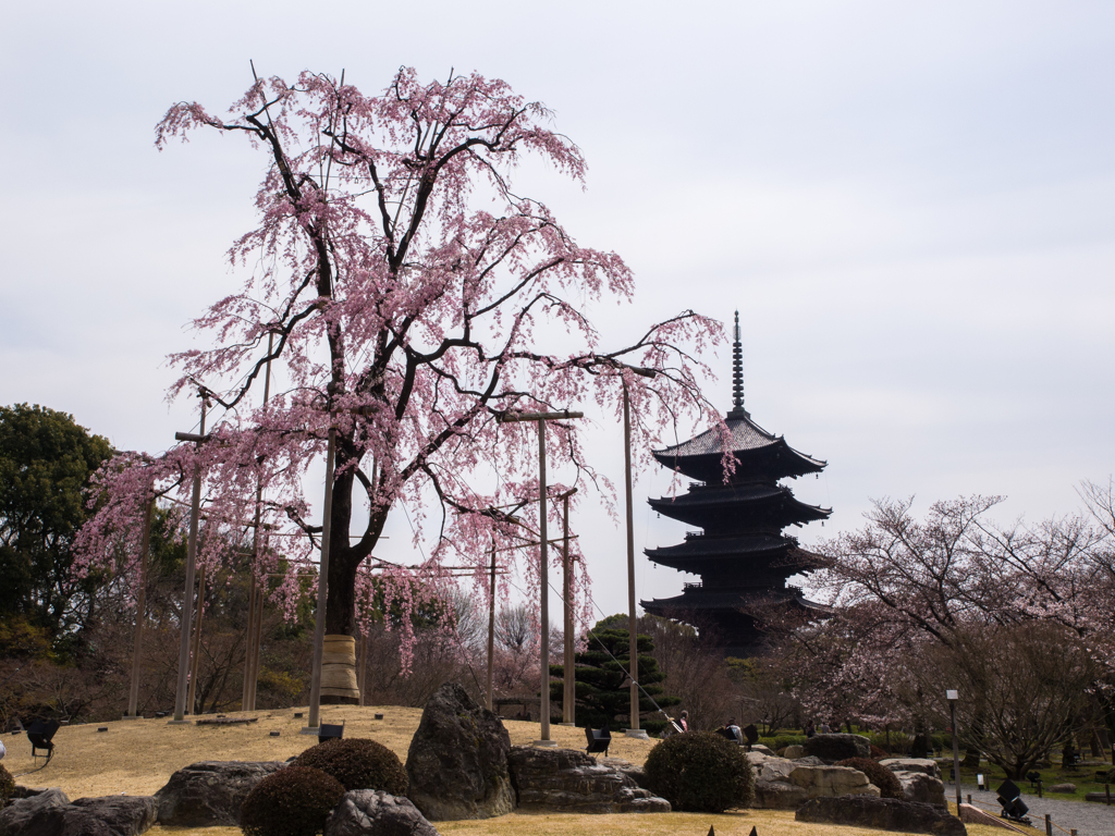 東寺の桜　その壱