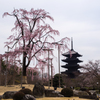 東寺の桜　その壱