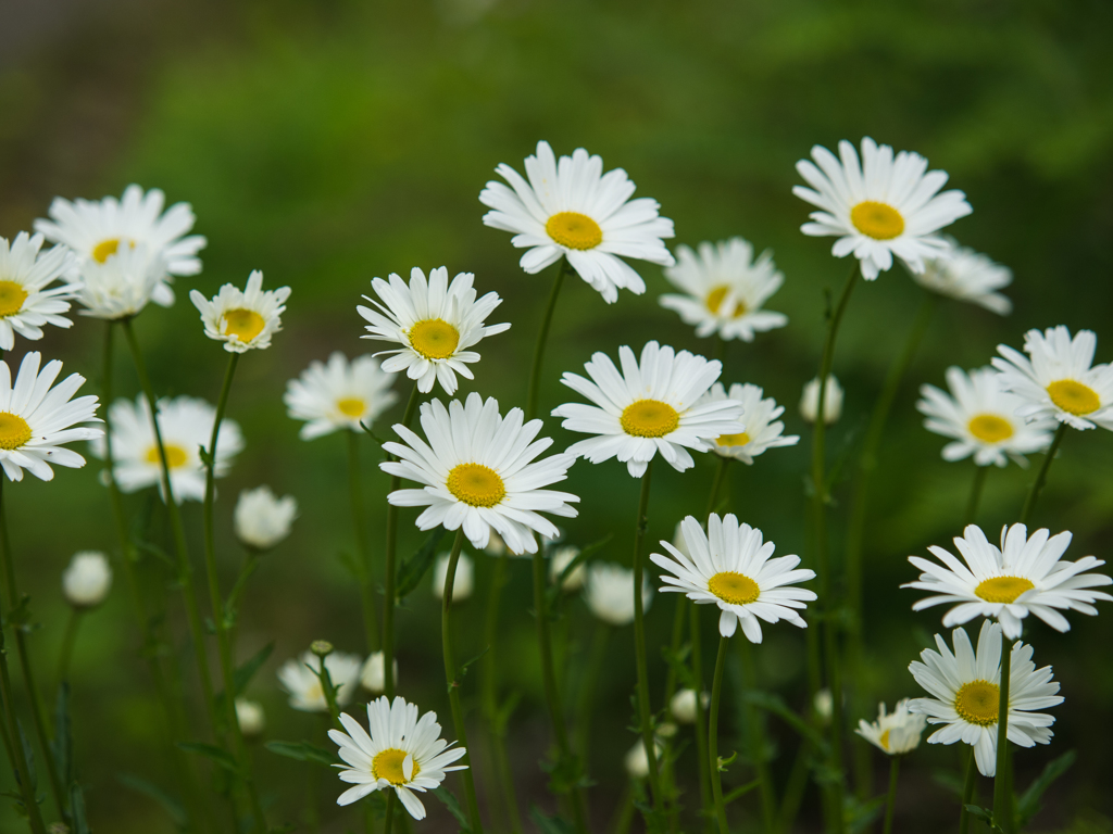 花の森　その四