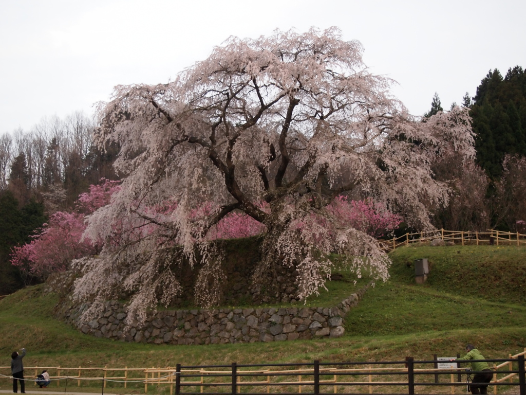 又兵衛桜