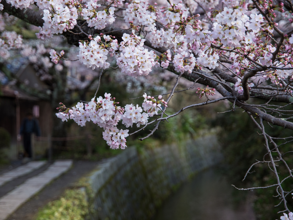 哲学の道の桜　その参