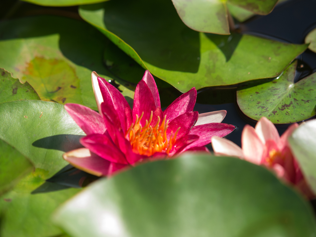 水生植物公園　サンギネア