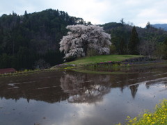 与一野のしだれ桜