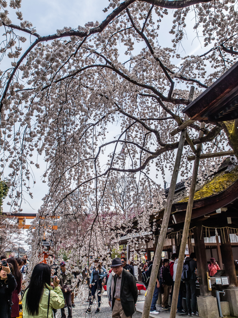 平野神社　桜　７