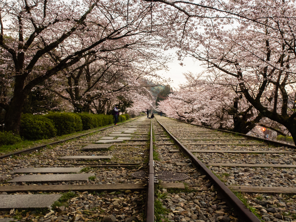 インクライン　桜　１