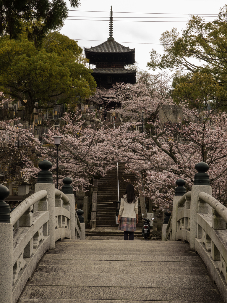 江の供養塔と桜