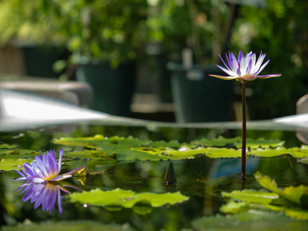 水生植物園　睡蓮　その五