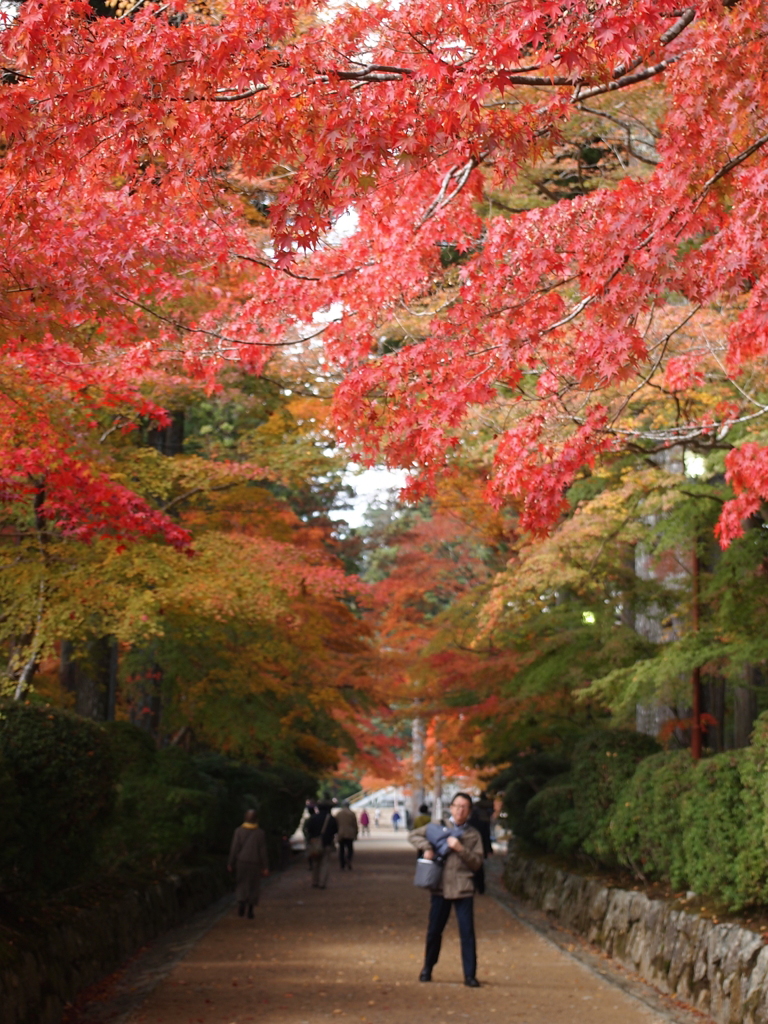 蛇腹道（高野山）