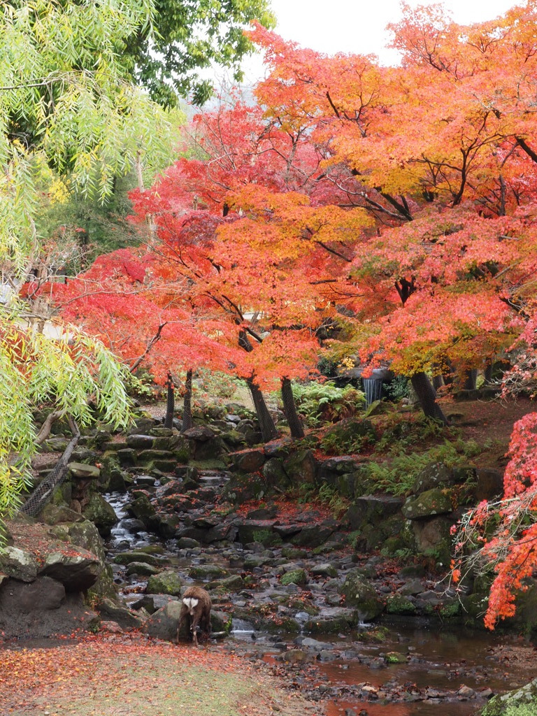 奈良公園②