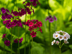 花の森　その弐