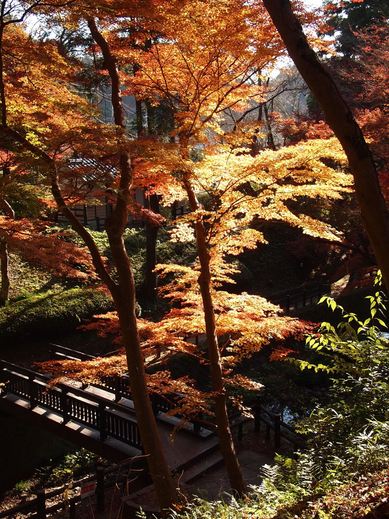根来寺紅葉