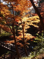 根来寺紅葉