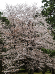 京都御苑　その参