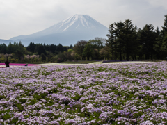 富士山と芝桜