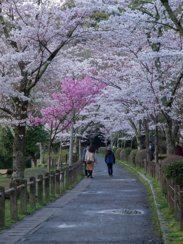 哲学の道の桜　その弐