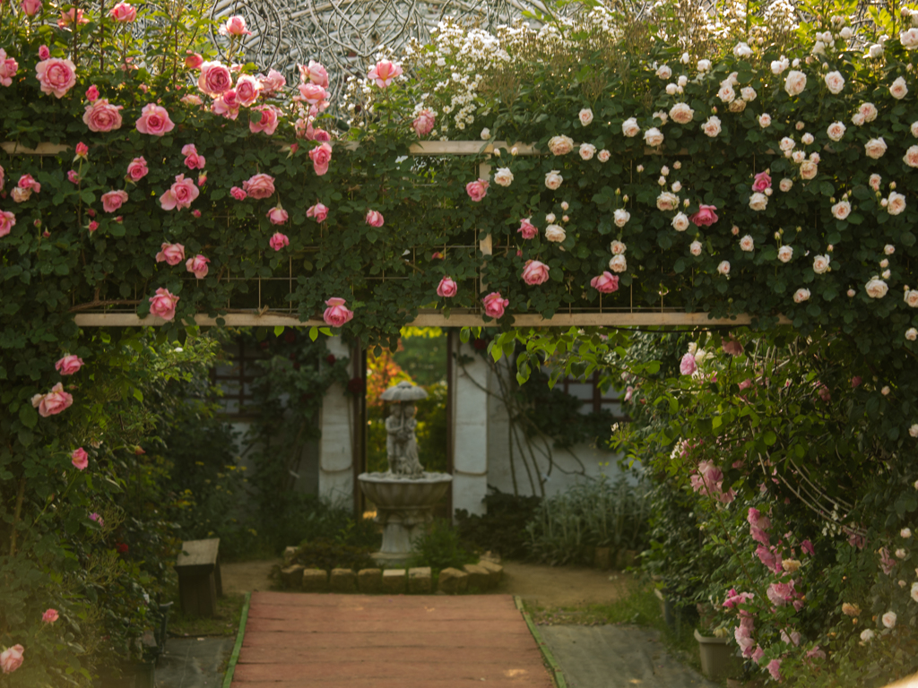 ハイジの村　薔薇　その１１