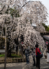 平野神社　桜　５