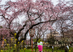 平野神社　桜　２