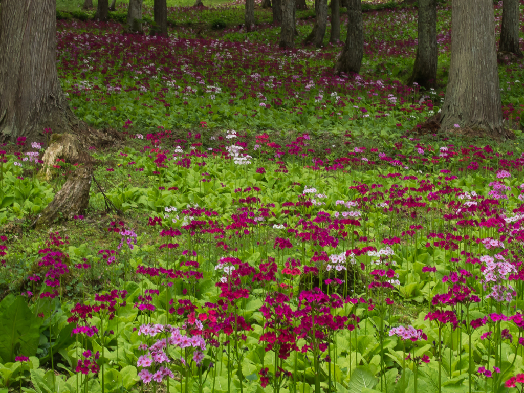 花の森　その参
