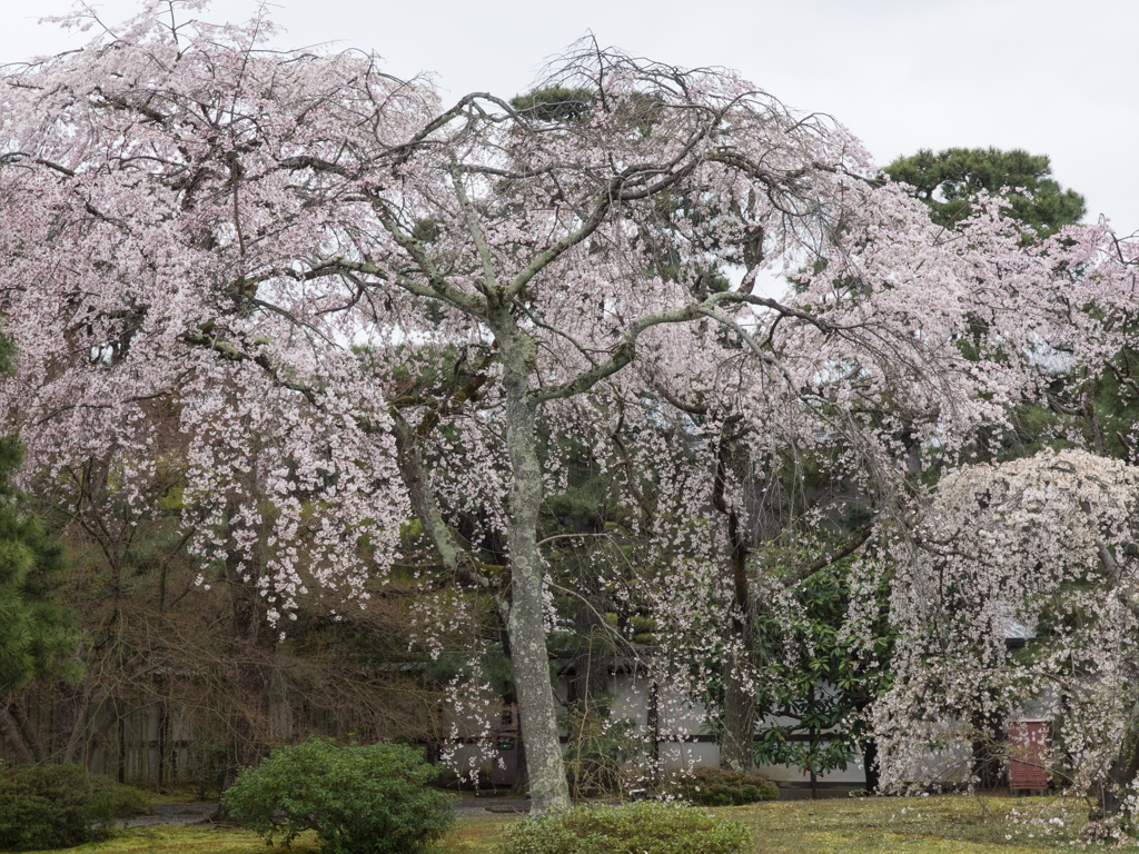 京都御苑　その六